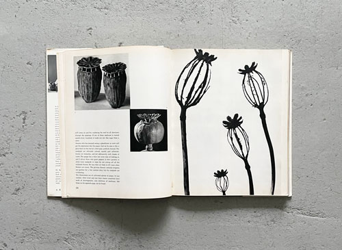 Nature as Designer: A Botanical Art Study