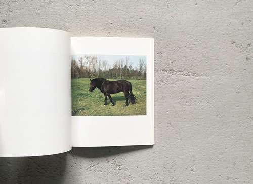 William Eggleston: Horses and Dogs