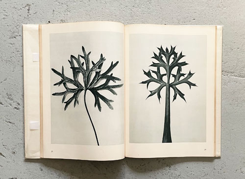 Karl Blossfeldt: Unformen der Kunst