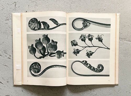 Karl Blossfeldt: Unformen der Kunst