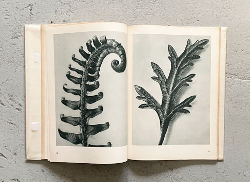 Karl Blossfeldt: Unformen der Kunst