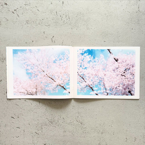 鈴木理策　SAKURA Sakura | 鈴木 理策 |本 | 通販 | Amazon