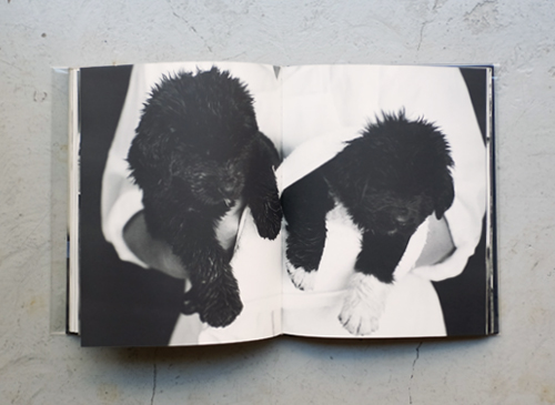 Bruce Weber: Gentle Giants: A Book of Newfoundlands